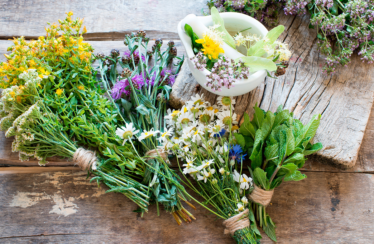 Naturgartenführung "Heilpflanzen im Hausgarten"