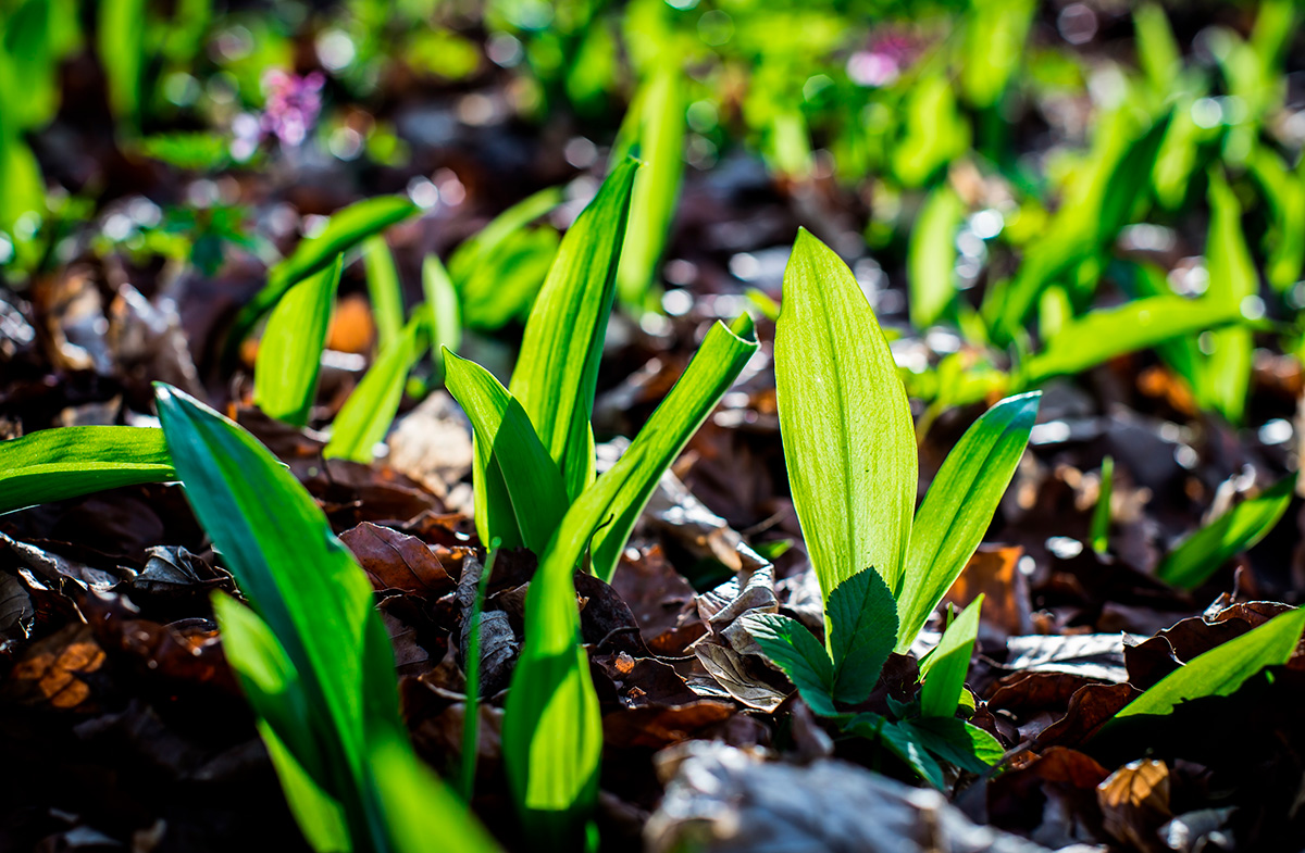 Naturgartenführung "die Kraft der Wildkräuter im Frühling"